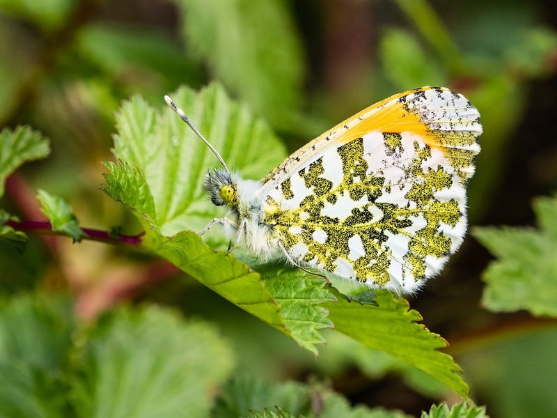 Mythical Gardening Tips